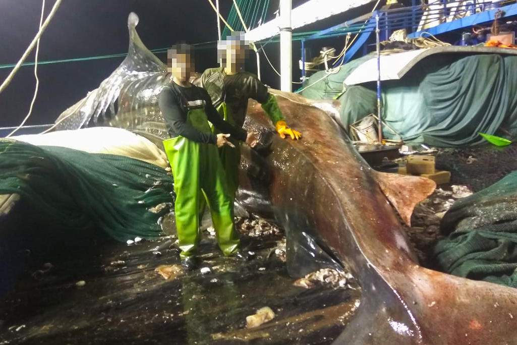 A dead whale shark on the deck of a squid vessel—this animal was later dumped overboard. Credit: Environmental Justice Foundation