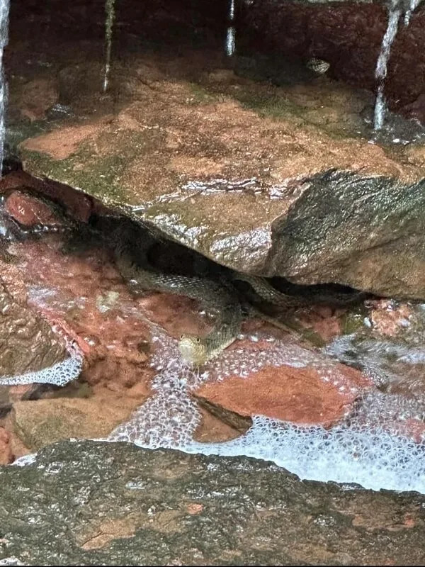 A small waterfall cascading over rocks surrounded by lush greenery and red clay banks in a wooded area.