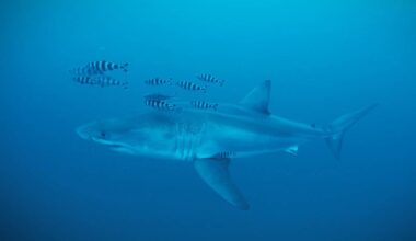 Diver has rare encounter with Great White shark in Mediterranean