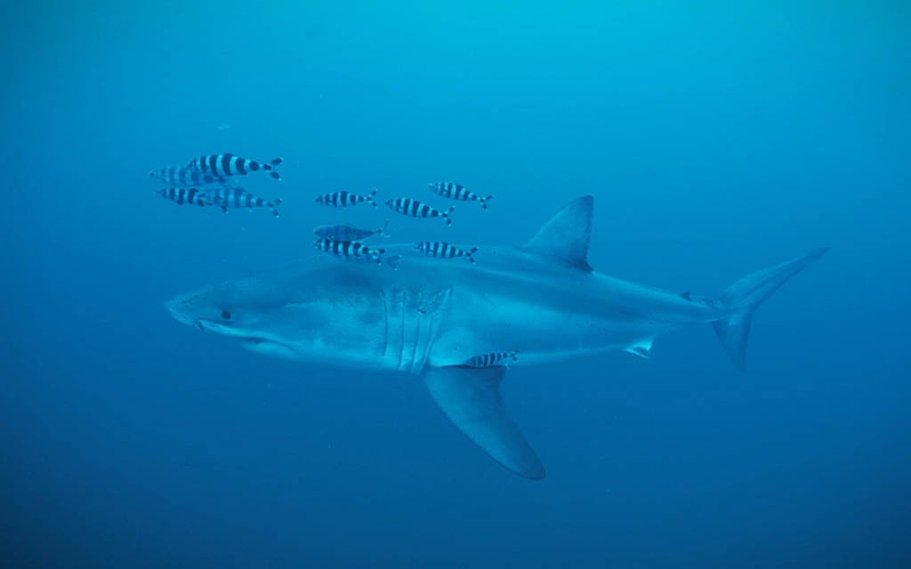 Diver has rare encounter with Great White shark in Mediterranean