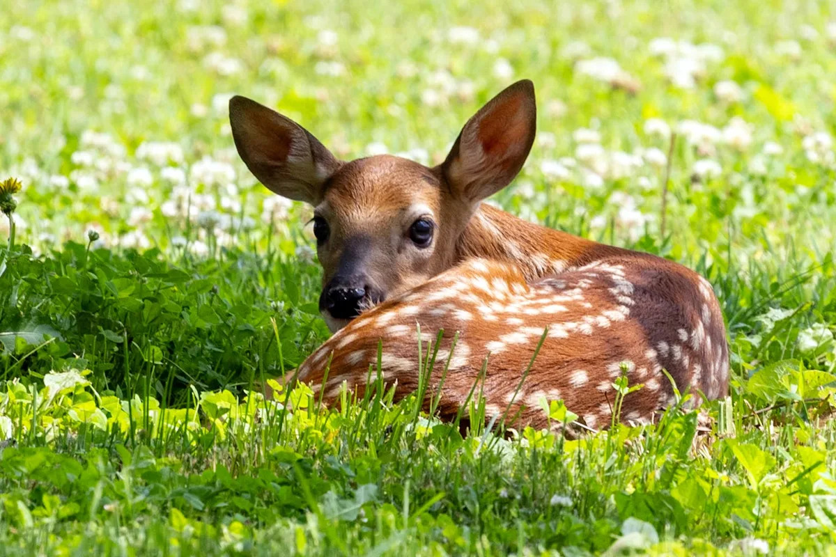 Kind Woman Rescues Trapped Fawn and Realizes She's Made a New Best Friend