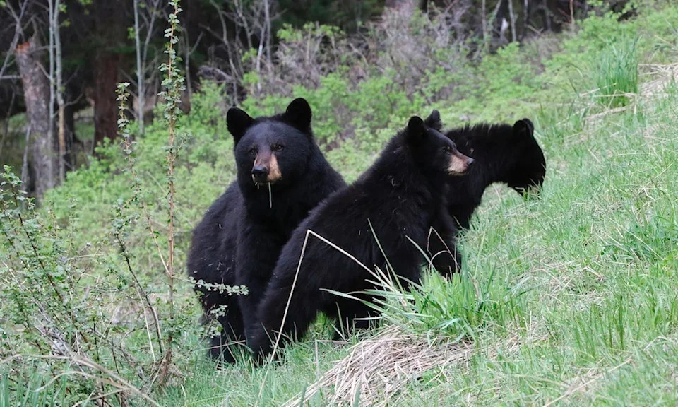 Black bear momma with cubs.