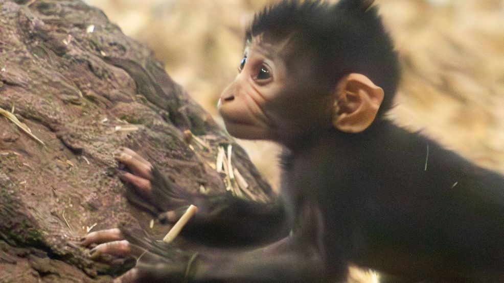 Baby mangabey explores his habitat. Photo via the Chattanooga Zoo.