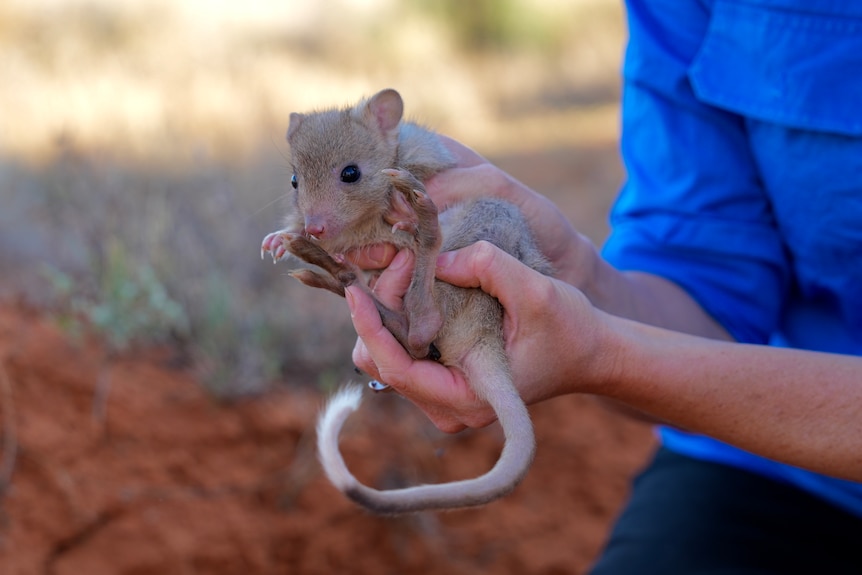 A baby Burrowing Bettong being held in the hands of Dr Rebecca West at the Wild Deserts project.
