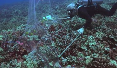 Ka’upulehu Marine Reserve reopening postponed keeping no-taking fishing rules in place