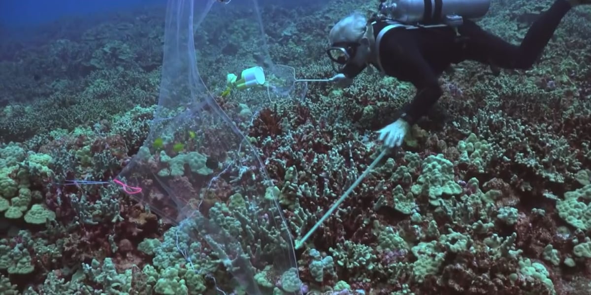 Ka’upulehu Marine Reserve reopening postponed keeping no-taking fishing rules in place