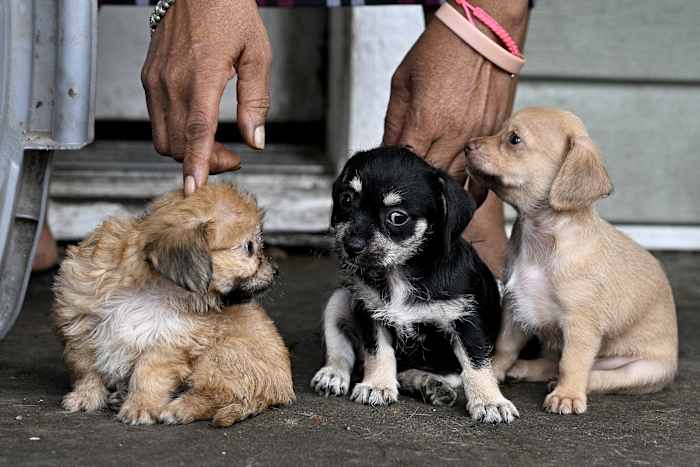 What pet owners need to know about traveling to Mexico amid screwworm threat