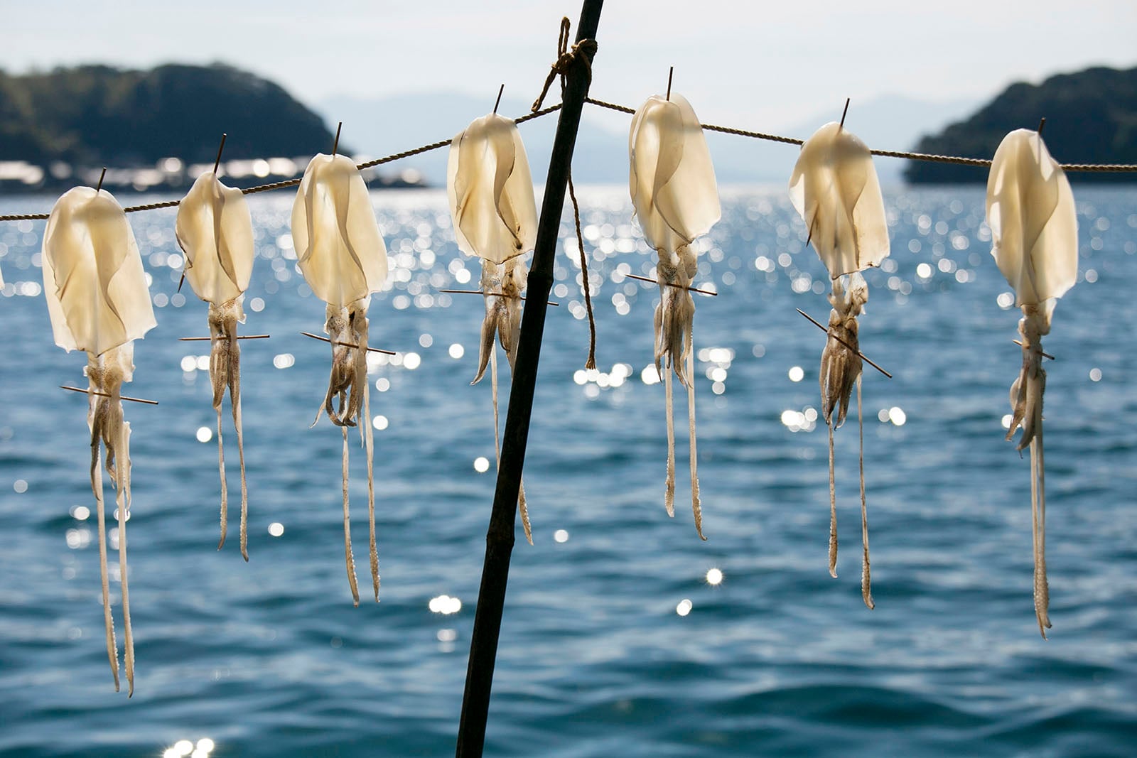 Several squid are hung by strings on a rope to dry in the sun, with a scenic background of blue water, distant mountains, and green hills.