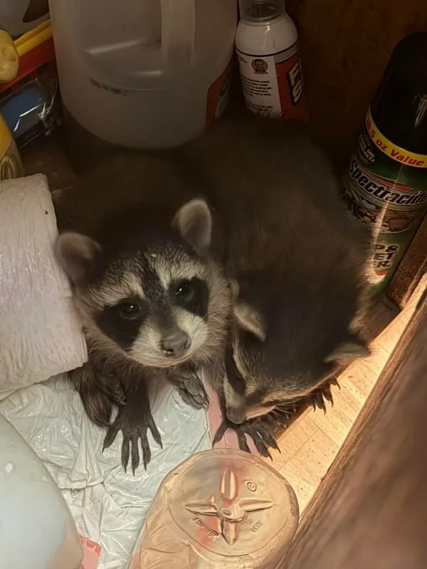 Two small raccoons in a small, dark space with various household cleaning products in the background.