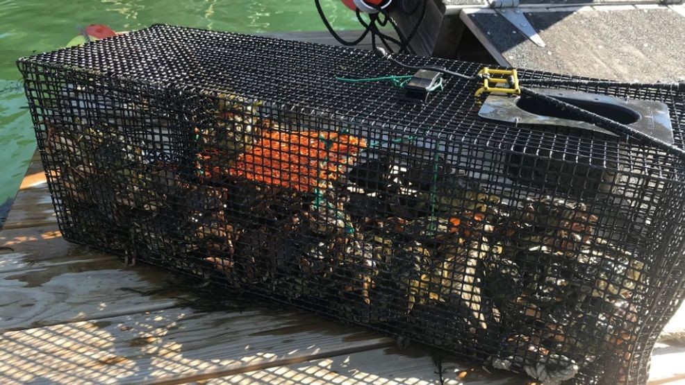 Green crabs continue to make an impact on Maine's natural habitat and native plants. (Manomet Conservation Sciences)