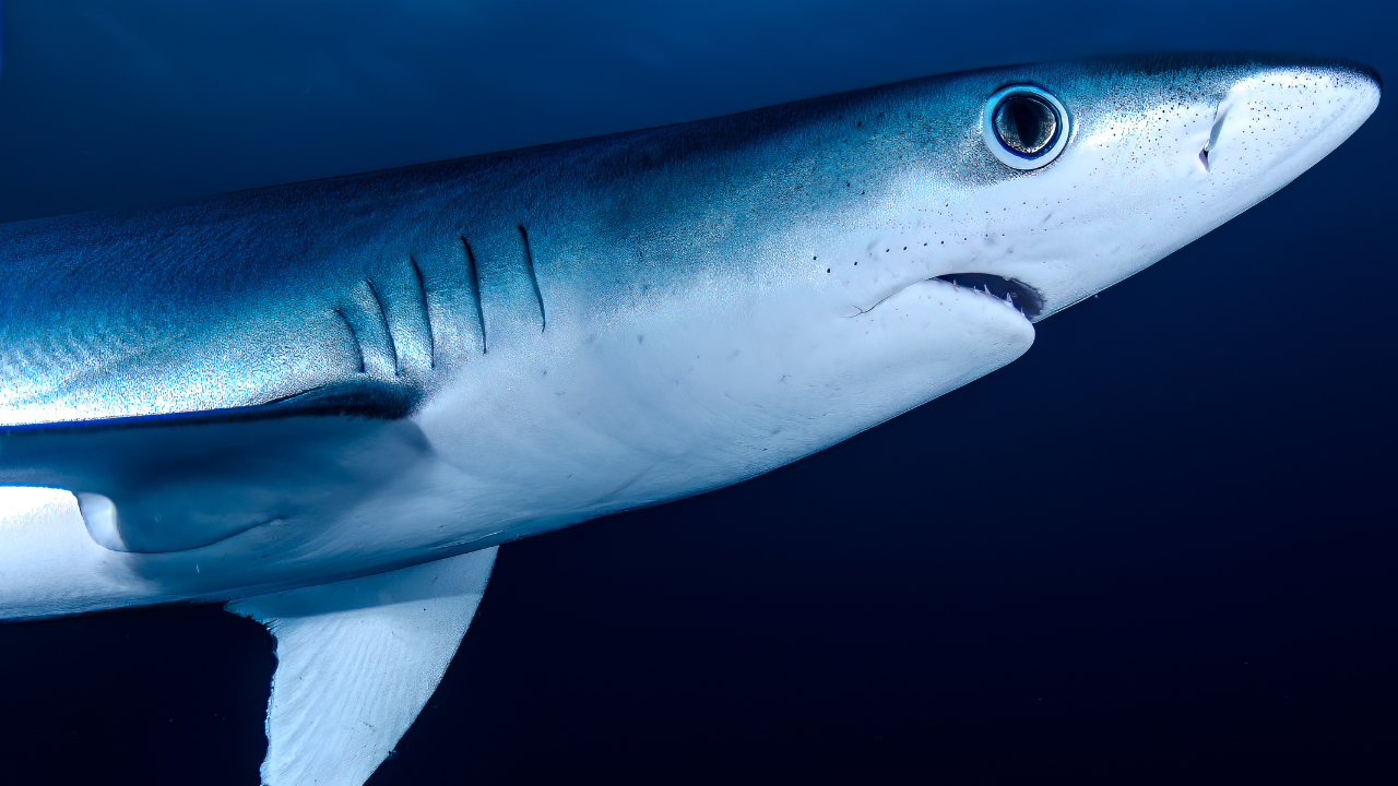 Image: Canva 3. Hawaii's coastline: Where tiger sharks dominate