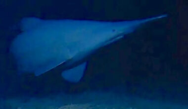 First-ever deep-sea footage captures a 'living fossil' goblin shark at 6,560 feet