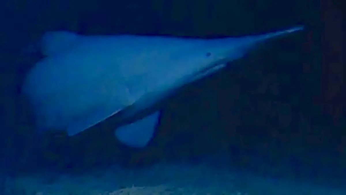 First-ever deep-sea footage captures a 'living fossil' goblin shark at 6,560 feet