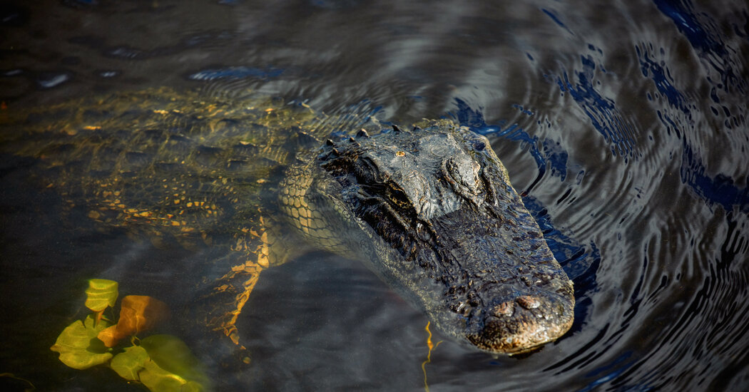 Woman Wading in Central Florida River Is Fatally Bitten by Alligator
