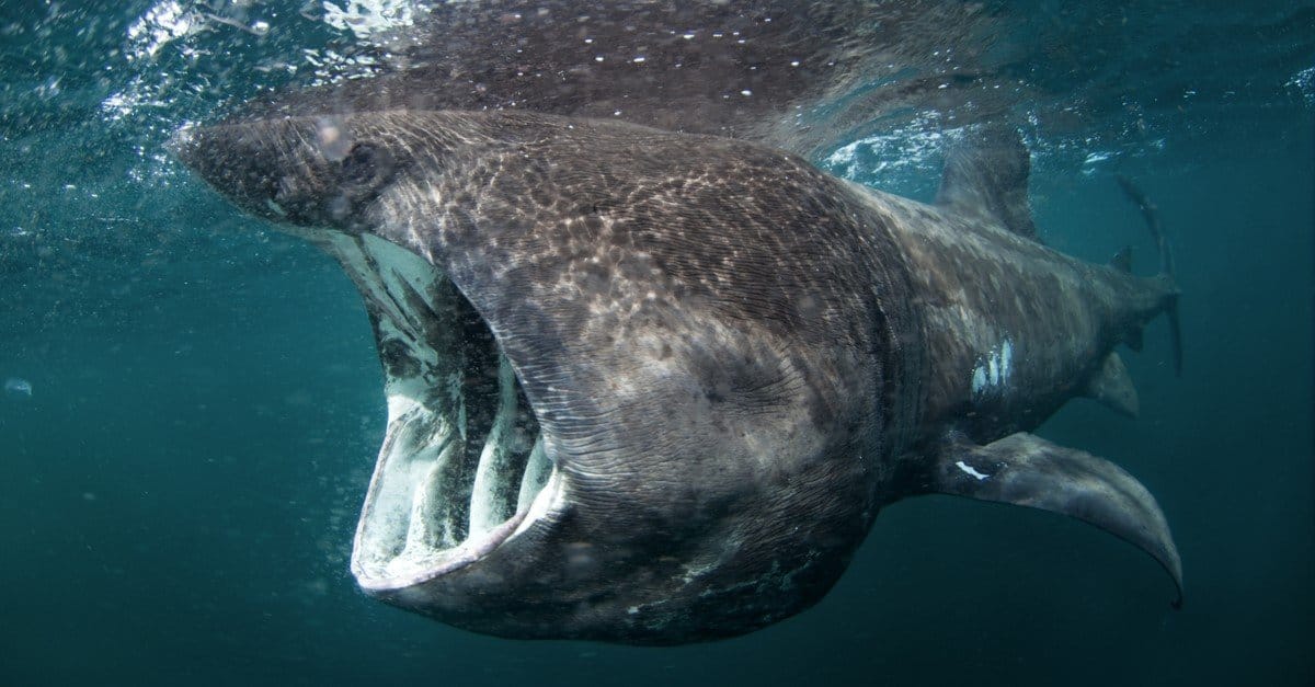 8,345 Days of Tracking Upended What We Knew About Basking Sharks