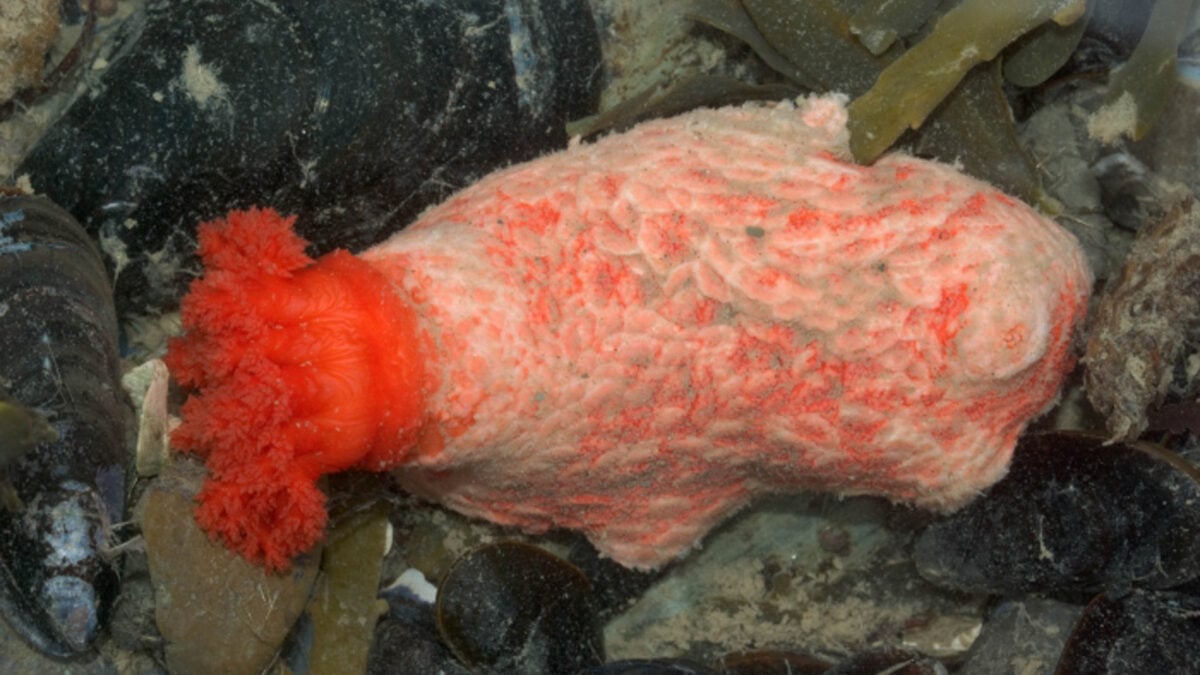 Zombie Chunks of Sea Cucumber Refuse to Die, Raising Questions About What It Means to Live Forever