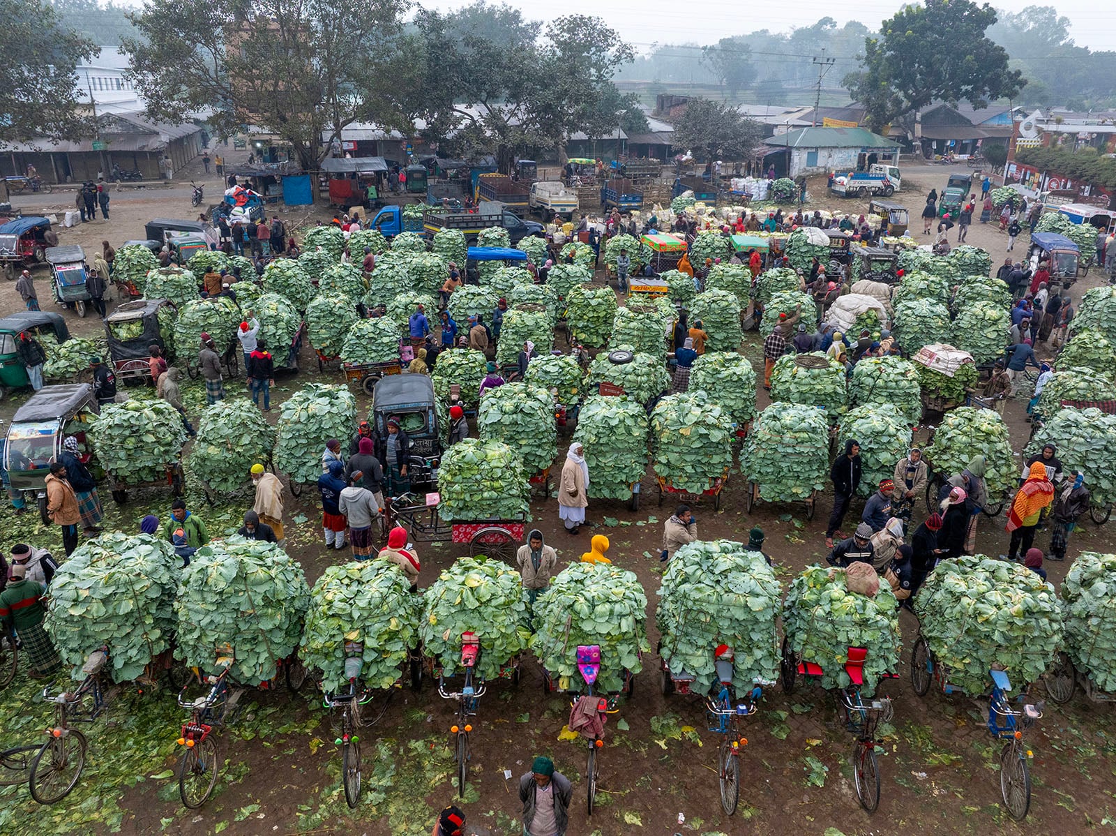 A busy outdoor market where vendors and buyers gather around large stacks of leafy vegetables, loaded on bicycles and rickshaws. People are mingling and the scene is lively, surrounded by trees and small buildings.