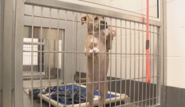 Deadly dog virus is spreading across Arizona. Veterinarians say it's preventable.