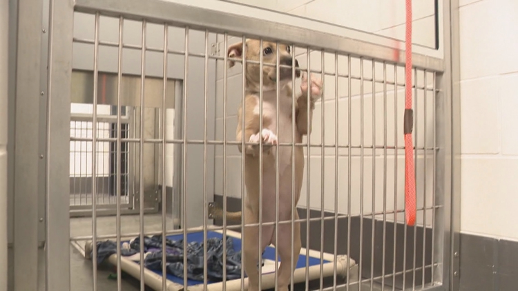 Deadly dog virus is spreading across Arizona. Veterinarians say it's preventable.