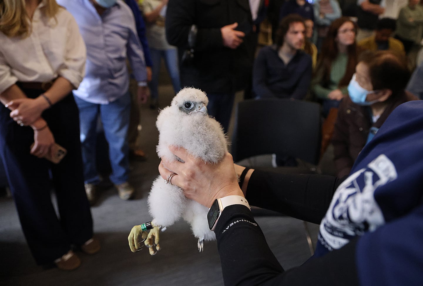 More than 44 nesting pairs of peregrine falcons have been identified in Massachusetts, according to state biologists.