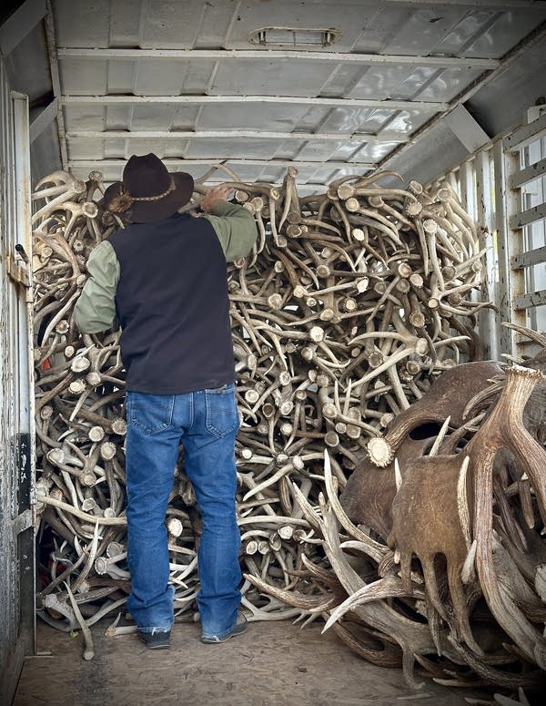 A man in a felt hat stands in front of a wall of antlers inside a horse trailer.