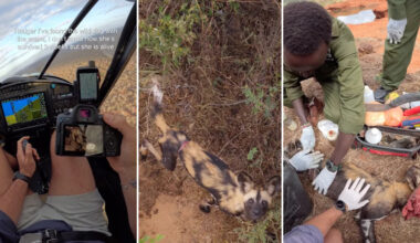 Mobile vets track down a snared endangered painted wolf, cut away the wire, and release her to her pack
