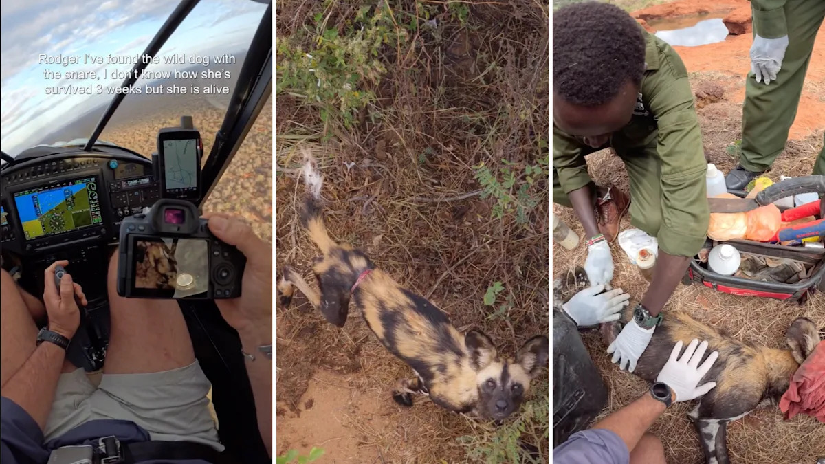 Mobile vets track down a snared endangered painted wolf, cut away the wire, and release her to her pack