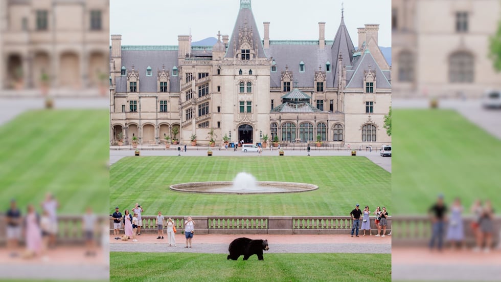 Katie Richard spotted a bear walking across the lawn at the Biltmore Estate.
