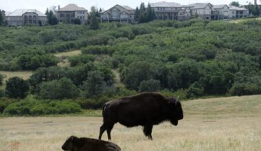 Bison coming back to prairie habitat in Highlands Ranch