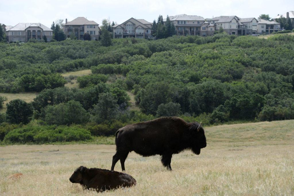 Bison coming back to prairie habitat in Highlands Ranch