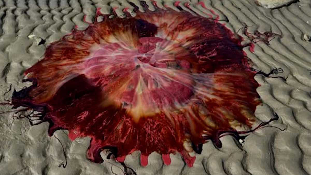 Maine couple finds massive, colorful jellyfish washed up on beach