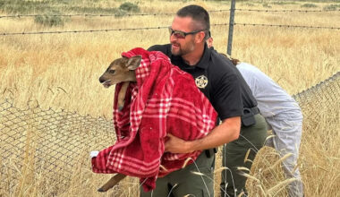 Sheriff pulls over for baby deer stranded near traffic, then helps reunite it with family