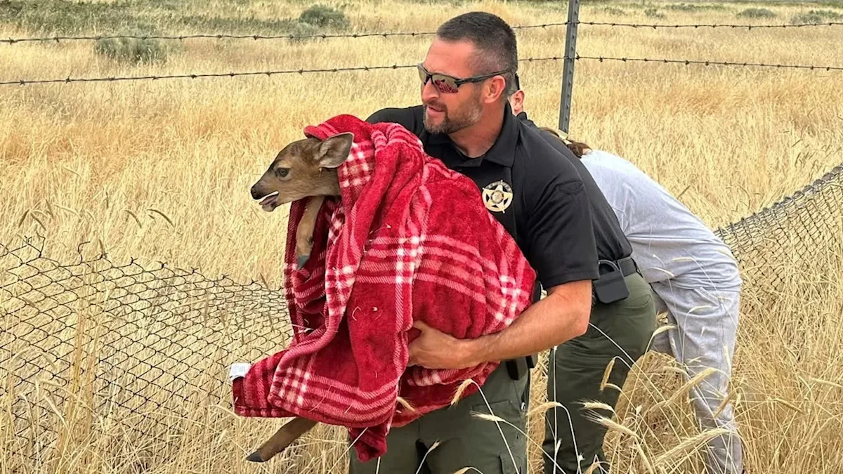 Sheriff pulls over for baby deer stranded near traffic, then helps reunite it with family