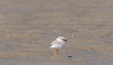 27 piping plover chicks have already hatched in Maine