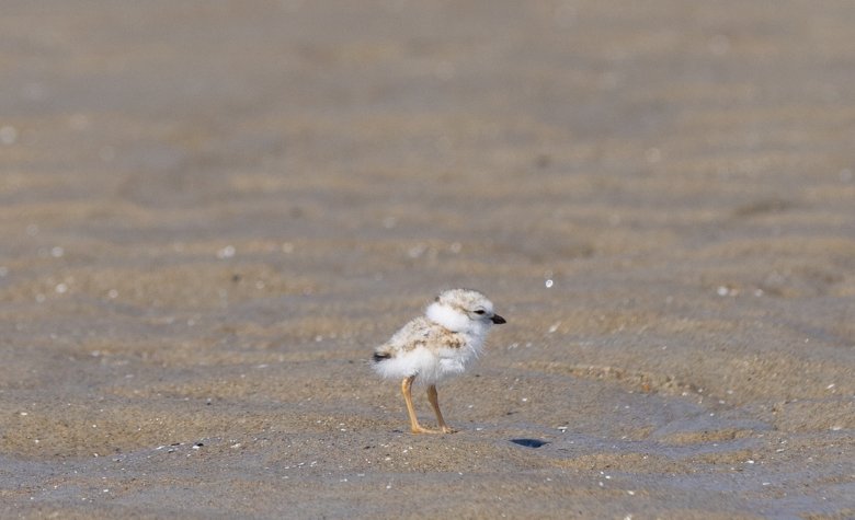 27 piping plover chicks have already hatched in Maine