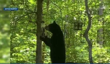 How can you protect your property from bears?
