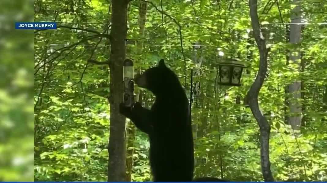 How can you protect your property from bears?