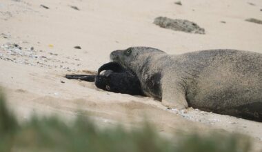First Hawaiian monk seal born on Oahu’s east side receives name from 5th-grade class