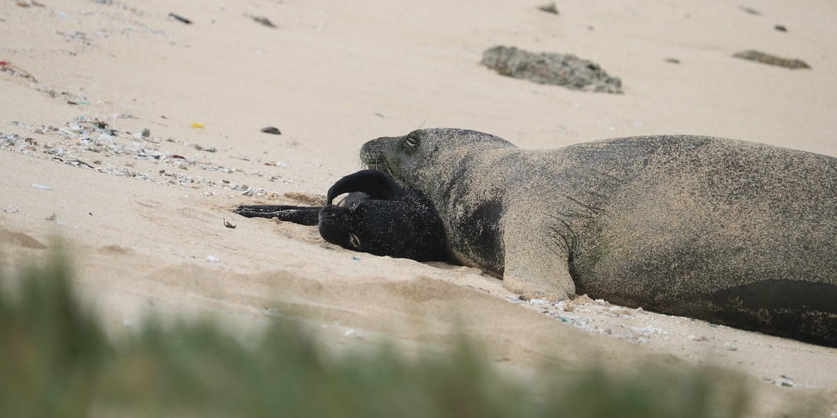 First Hawaiian monk seal born on Oahu’s east side receives name from 5th-grade class