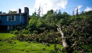 One of many trees that were uprooted or snapped in Williamstown, Vt., during Thursday's intense thunderstorms.