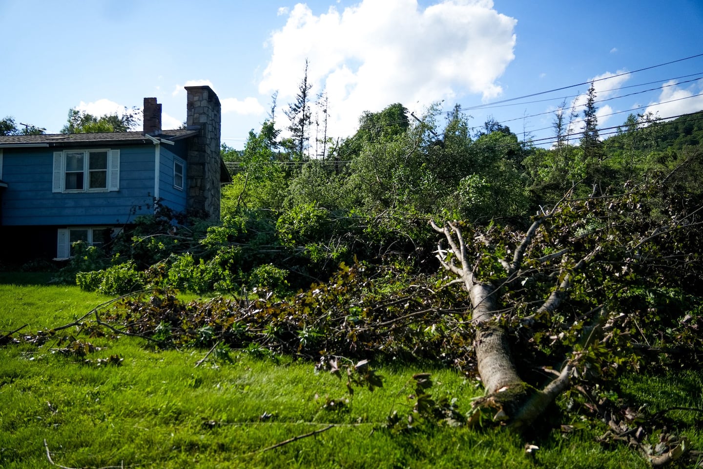 One of many trees that were uprooted or snapped in Williamstown, Vt., during Thursday's intense thunderstorms.