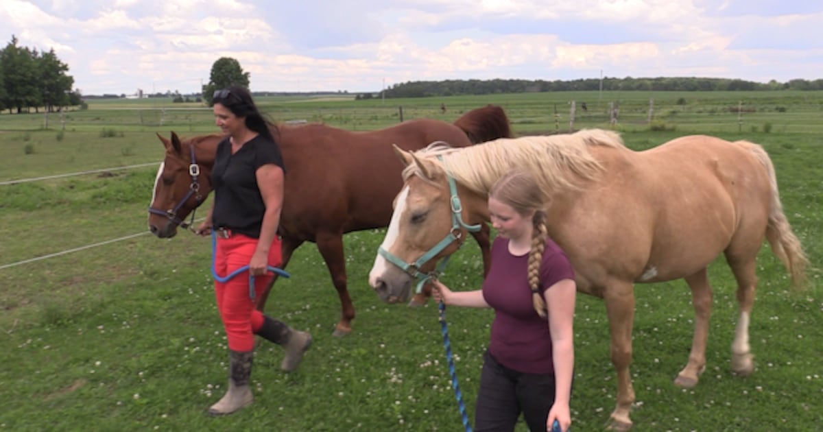 Personal tragedy sparks creation of equine assisted therapy business near Exeter - CTV News