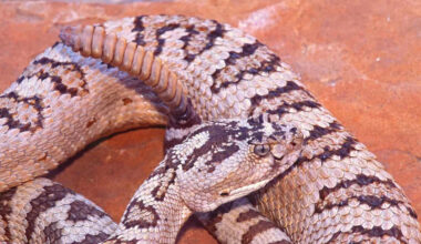 Firefighters Face Rattlesnakes as Utah’s Bonneville Fire Burns