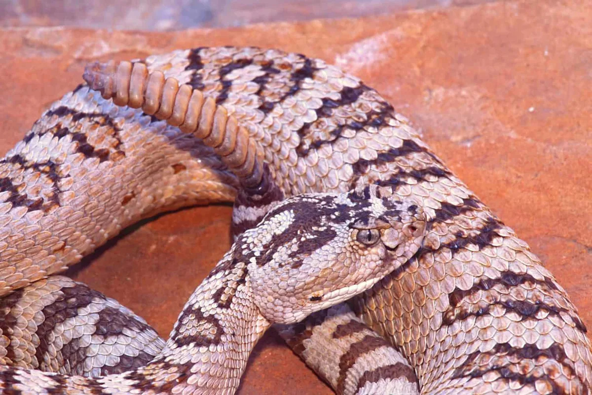 Firefighters Face Rattlesnakes as Utah’s Bonneville Fire Burns