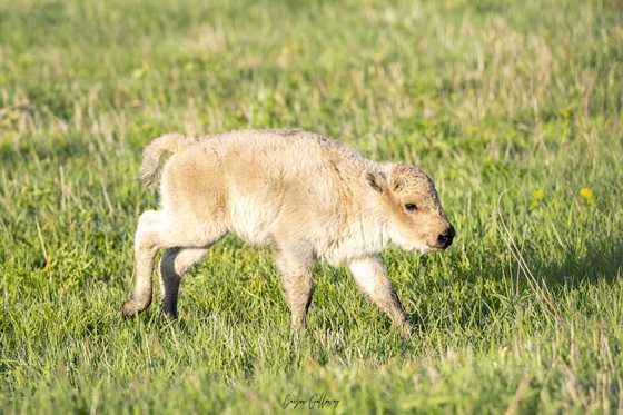 Carson Galloway shared this photo of the rare white bison born this spring at Neal Smith National Wildlife Refuge. Carson Galloway shared this photo of the rare white bison born this spring at Neal Smith National Wildlife Refuge.
