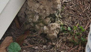 Louisiana resident fears a mud dauber nest, but the strange mound is a crawfish hole instead