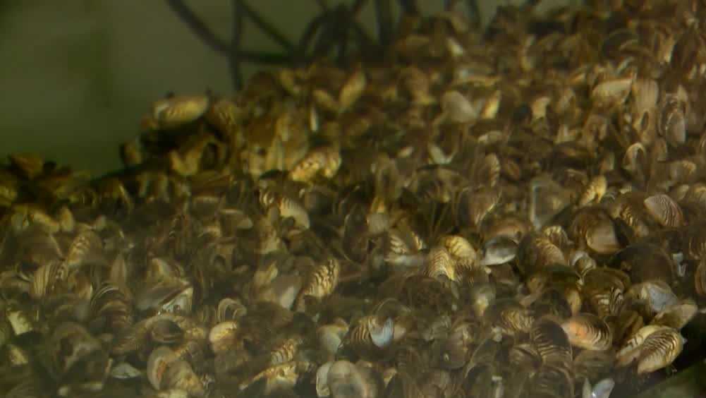 Invasive golden mussels found in West Sacramento port