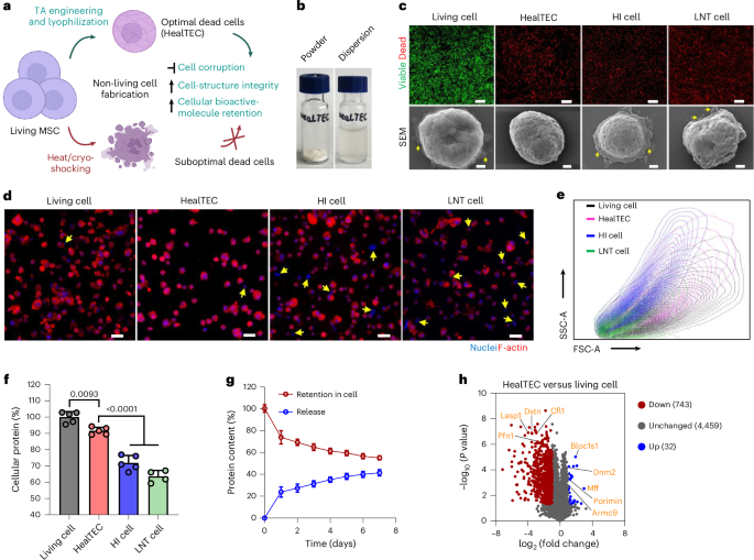 Off‑the‑shelf, engineered non-living stem cell strategy for advancing cellular therapies