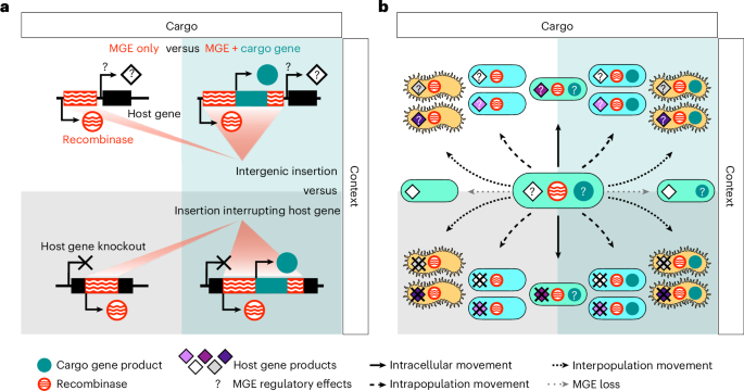 Mobile genetic elements shape microbial diversity and functions in thawing permafrost soils