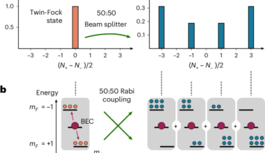 Hong–Ou–Mandel interference of more than ten indistinguishable atoms